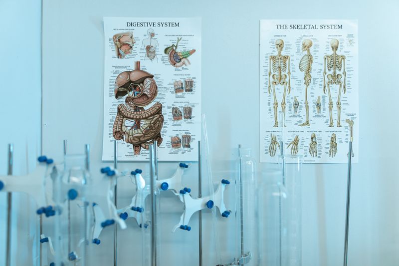 Anatomy charts representing biology and life science project ideas for a science fair