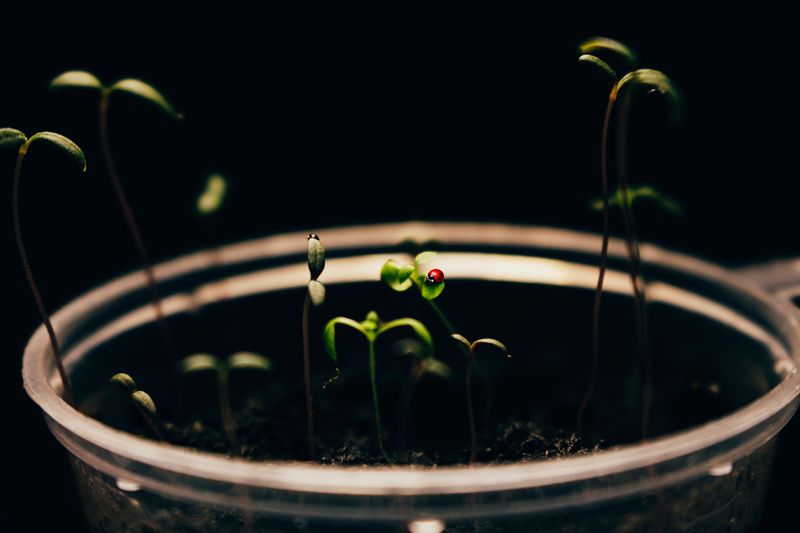 Seedlings growing in a pot representing an environmental science project idea